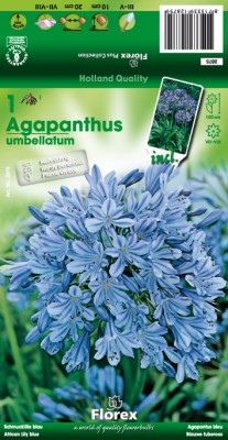Zomerbollen en vaste planten Diverse soorten Afrikaanse lelie blauw per 1 Afrikaanse lelie blauw per 1 (a6004) Zomerbollen en vaste planten Diverse soorten Afrikaanse lelie blauw per 1 Afrikaanse lelie blauw per 1 (a6004)